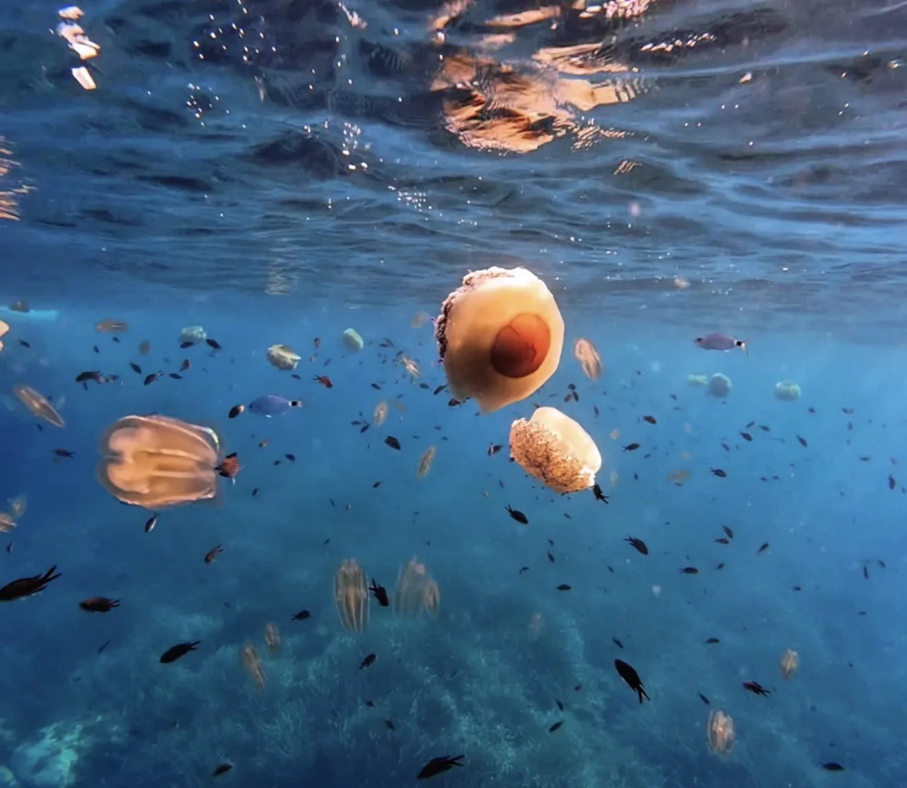 Medusas en el Mediterráneo: ¿son realmente peligrosas?